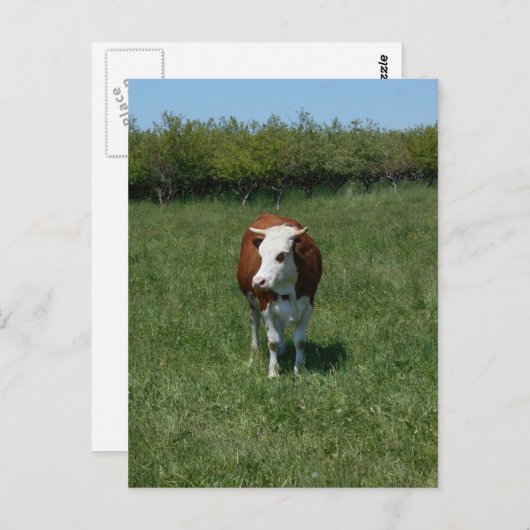 Carte Postale Vache Dans Le Pâturage (Devant / Derrière)