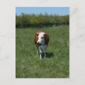 Carte Postale Vache Dans Le Pâturage (Devant)