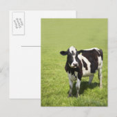 Carte Postale Vache dans le pré (Devant / Derrière)