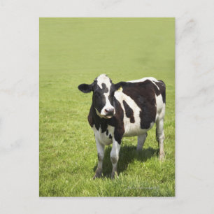 Carte Postale Vache dans le pré