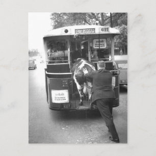 Carte Postale Vache dans le tramway