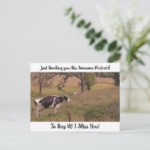 Carte Postale Vache dans un champ "Tu me manques" Disant bonjour (Debout devant)