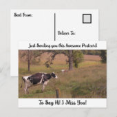 Carte Postale Vache dans un champ "Tu me manques" Disant bonjour (Devant / Derrière)