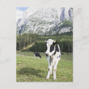 Carte Postale Vache Dans Un pré, Fie Allo Sciliar, Alto Adige,