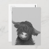 Carte Postale Vache de Balck et de White Highland (Devant / Derrière)