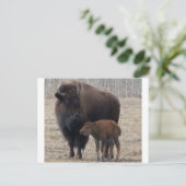 Carte Postale Vache de bison et veau 1 (Debout devant)