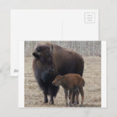 Carte Postale Vache de bison et veau 1 (Devant / Derrière)