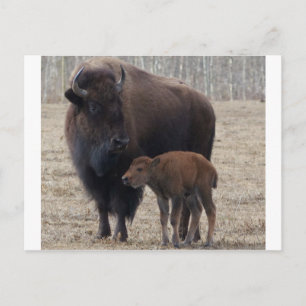Carte Postale Vache de bison et veau 1