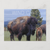 Carte Postale Vache de bison et veau, parc national de la Grotte (Devant)