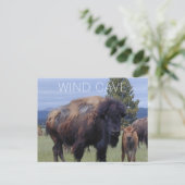 Carte Postale Vache de bison et veau, parc national de la Grotte (Debout devant)