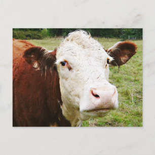 Carte Postale Vache de boeuf à facettes blanches