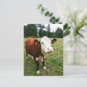 Carte Postale Vache de boeuf à facettes blanches (Debout devant)
