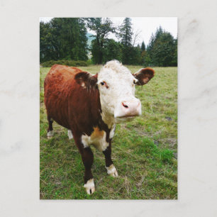 Carte Postale Vache de boeuf à facettes blanches