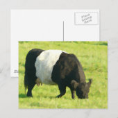 Carte Postale Vache de galloway peinte à la ceinture en champ (Devant / Derrière)