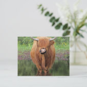 Carte Postale Vache de Highland (Debout devant)