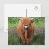 Carte Postale Vache de Highland (Devant / Derrière)