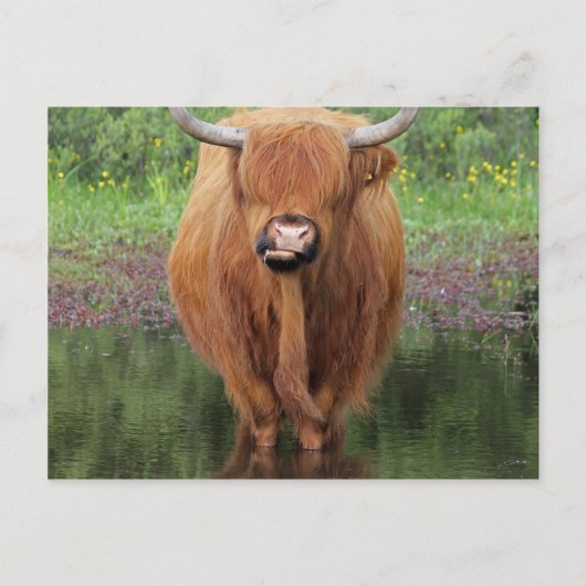 Carte Postale Vache de Highland (Devant)