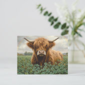 Carte Postale Vache de Highland dans un champ de trèfle (Debout devant)