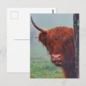 Carte Postale Vache de Highland mordant une clôture de fil (Devant / Derrière)