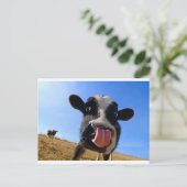 Carte Postale Vache de Lickin (Debout devant)