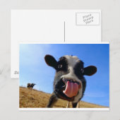 Carte Postale Vache de Lickin (Devant / Derrière)