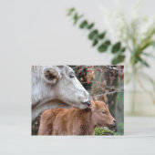 Carte Postale Vache de Maremmana Licking Calf (Debout devant)