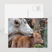 Carte Postale Vache de Maremmana Licking Calf (Devant / Derrière)