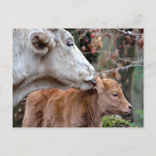 Carte Postale Vache de Maremmana Licking Calf