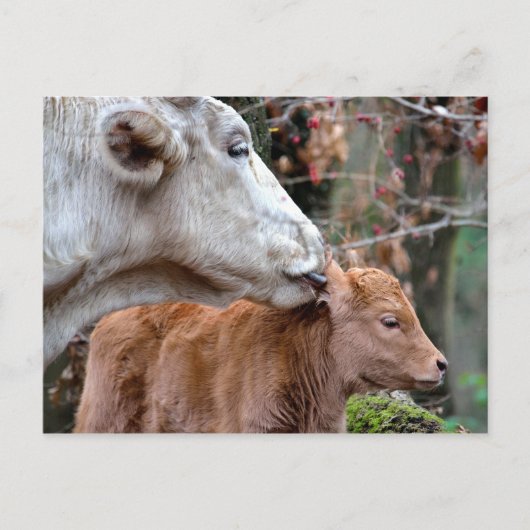 Carte Postale Vache de Maremmana Licking Calf (Devant)