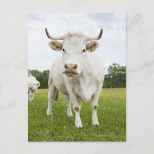 Carte Postale Vache debout dans un champ herbeux