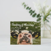 Carte Postale Vache déplaçant le référencement marketing immobil (Debout devant)