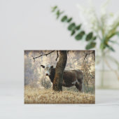 Carte Postale Vache derrière l'arbre (Debout devant)