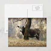 Carte Postale Vache derrière l'arbre (Devant / Derrière)