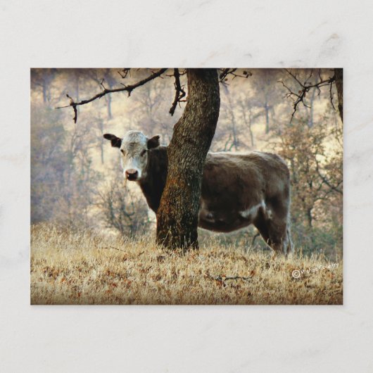 Carte Postale Vache derrière l'arbre (Devant)