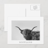 Carte Postale Vache des hautes terres robuste en monochrome (Devant / Derrière)