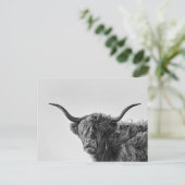 Carte Postale Vache des hautes terres robuste en monochrome (Debout devant)