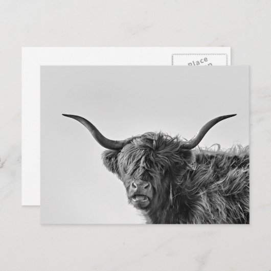 Carte Postale Vache des hautes terres robuste en monochrome (Devant / Derrière)