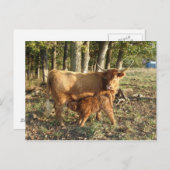 Carte Postale Vache des Highlands avec veau (Devant / Derrière)