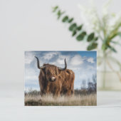 Carte Postale Vache des Highlands écossaise (Debout devant)
