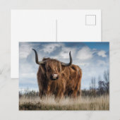 Carte Postale Vache des Highlands écossaise (Devant / Derrière)
