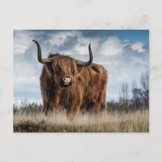 Carte Postale Vache des Highlands écossaise
