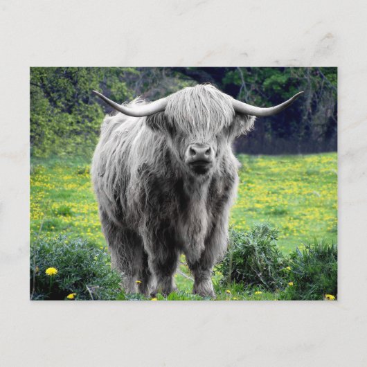 Carte Postale Vache des Highlands Écosse Rustique (Devant)