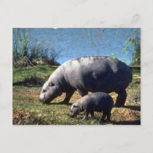 Carte Postale Vache d'hippopotame avec petit veau