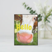 Carte Postale Vache drôle Bonjour (Debout devant)