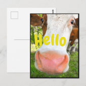 Carte Postale Vache drôle Bonjour (Devant / Derrière)