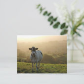 Carte Postale Vache du soir (Debout devant)