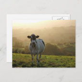 Carte Postale Vache du soir (Devant / Derrière)