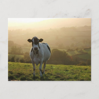 Carte Postale Vache du soir