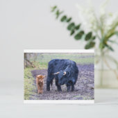 Carte Postale Vache écossaise de la mère noire (Debout devant)