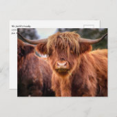 Carte Postale Vache écossaise des Highlands (Devant / Derrière)